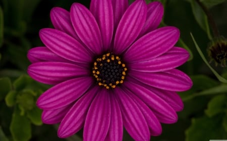 African daisy - daisy, african daisy, flower, pink