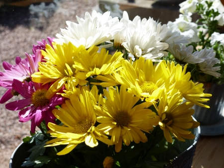 Chrystanthemums - flowers, summer, pot, colors