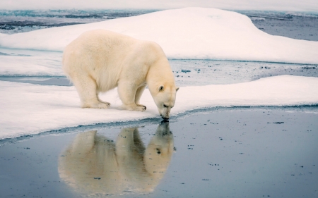 Polar Bear and his Reflection - polorbear, animal, water, reflection