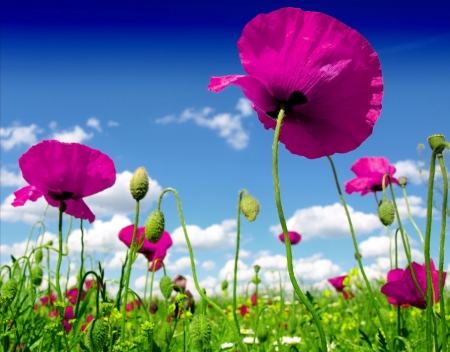 Poppies - sky, vara, blue, green, summer, field, poppy, flower