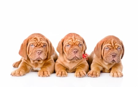 Puppies - puppy, white, caine, trio, brown, dog, animal, dogue de bordeaux, cute