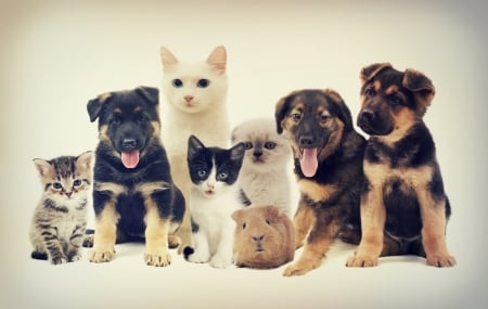 Pets - puppy, cat, pet, pisica, caine, dog, animal, guinea pig, cute