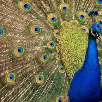 Peacock