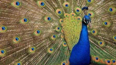 Peacock - feather, pasare, bird, paun, peacock, blue