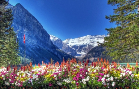 Banff,National Park,Alberta,Canada - nature, park, mountains, flowers