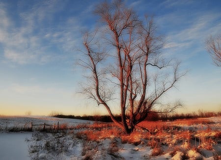 Tree - nature, trees