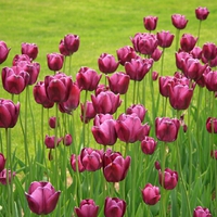 Those tulips