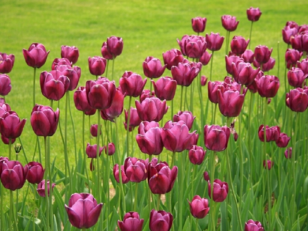 Those tulips - tulips, field