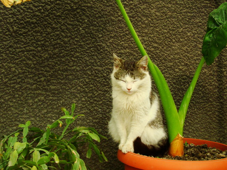 sleeping kitty - white kitten, plants, cute, kitten, lovely, sleeping, green