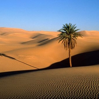 lone palm sahara desert