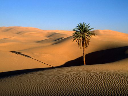 lone palm sahara desert - lone palm sahara desert, for you