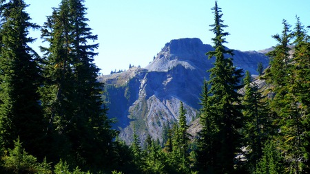 Table Mountain - forest, widescreen, washington, mountain