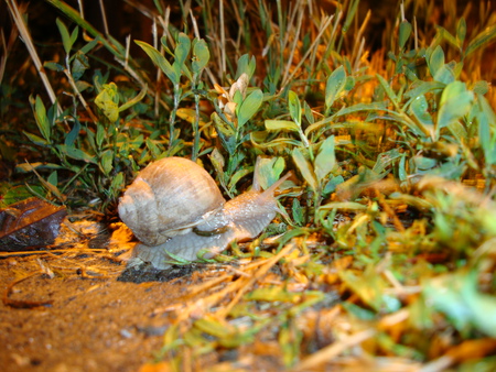 slow motion - cute, snail, at night, no hurry, in a hurry, nature, green