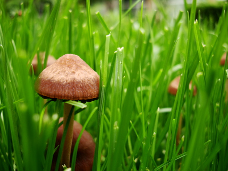 mushrooms - relaxing, mushrooms, lovable, photography, green, awesome, grass, perfect