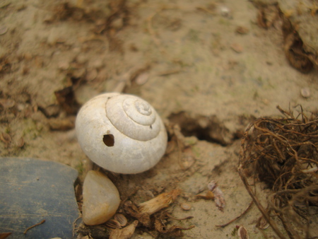 Shell - white, brown, shell, nature, earth, dry