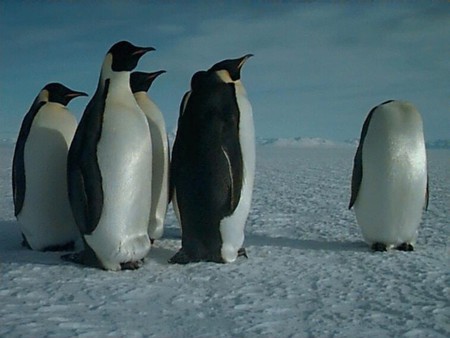 Man, not again! - penquins, cold, snow