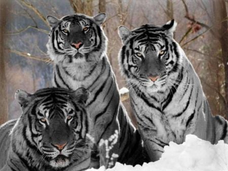 White Tiger Trio - white, bengal, trio, tiger, cat