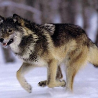 Running Wolf