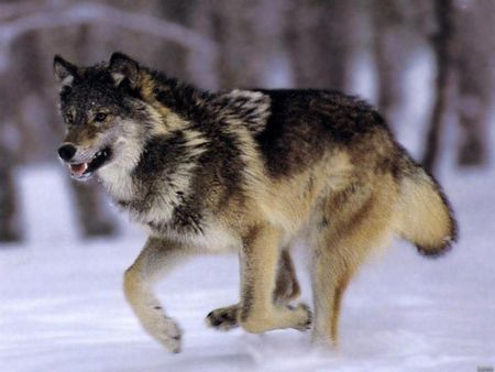 Running Wolf - running, wolf, gray, dog, wolves