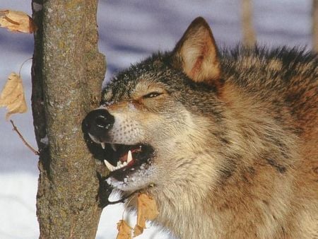 Feels so Good - scratch, wolf, wolves, tree, good