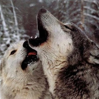 Wolf Howl