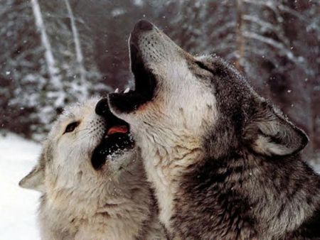 Wolf Howl