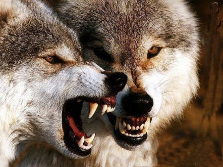 To Disagree - wolves, fight, mad, snarling, gray