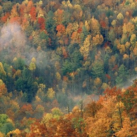 Colorful Autumn Forest