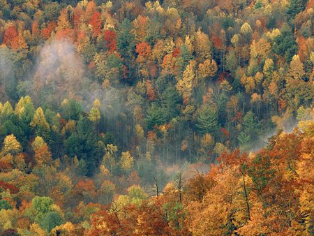 Colorful Autumn Forest - autumn, forest