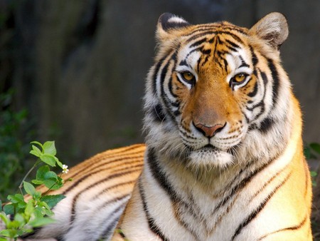 Precious tiger - tiger, wildlife