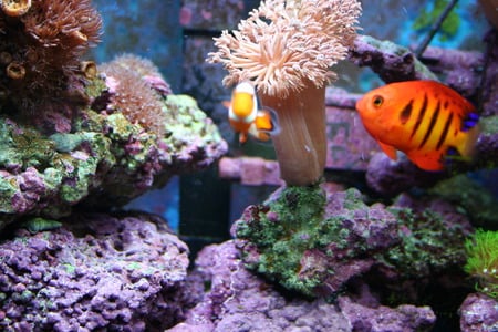 Saltwater Fish