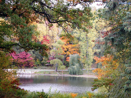 lake - lake, forest