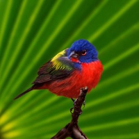 Colours of bird