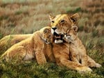 Mother and cubs