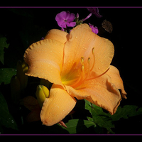 Yellow flower