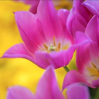 Pink tulips