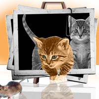 Kitty scape from frame
