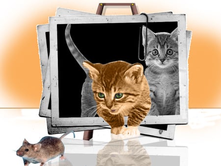 Kitty scape from frame - kittens, 3d