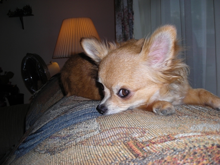 Daddy's Darlin' - dogs, animals, chihuahua