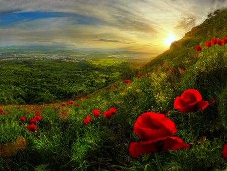 Mountain poppies - slope, sky, greenery, sunset, field, meadow, pretty, rays, mountain, hills, summer, glow, beautiful, flowers, beauitful, poppies, sunrise