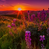 Californian flowers