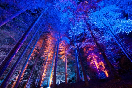 The Enchanted Forest - Pitlochry - Scotland