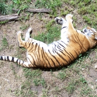 Tiger at Tautphaus Park Zoo, Idaho Falls, Idaho