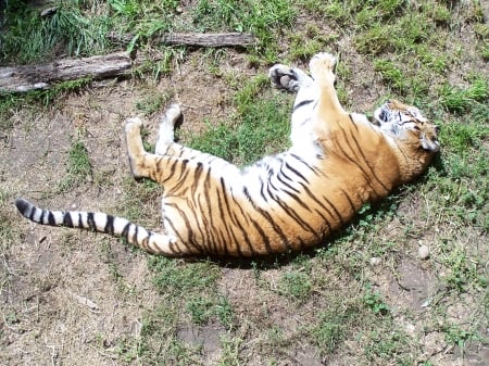 Tiger at Tautphaus Park Zoo, Idaho Falls, Idaho - big cats, zoos, parks, tigers