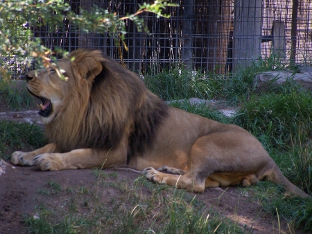 Male Lion at Tautphaus Park Zoo, Idaho Falls, Idaho - Lions, Big Cats, Parks, Zoos, Tourism