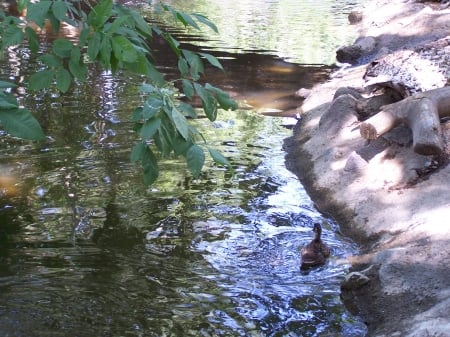 Duck Swimming, Tautphaus Park Zoo, Idaho Falls, Idaho - ducks, zoos, parks, educational, tourism, birds