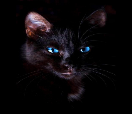 Blues - black, eyes, blue, cat