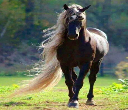 Special friend - horse, brown, animal, handsome, mane