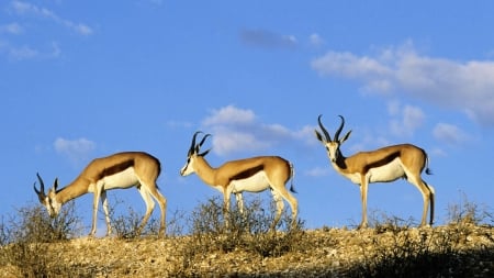 gazelles - fun, gazelles, cool, animals, field