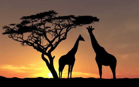 giraffes at sunset - giraffes, animals, cool, fun, sunset, nature